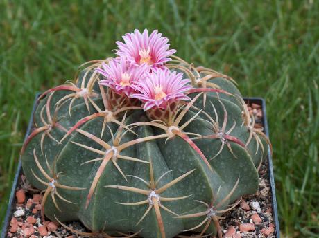 Echinocactus macrodiscus
