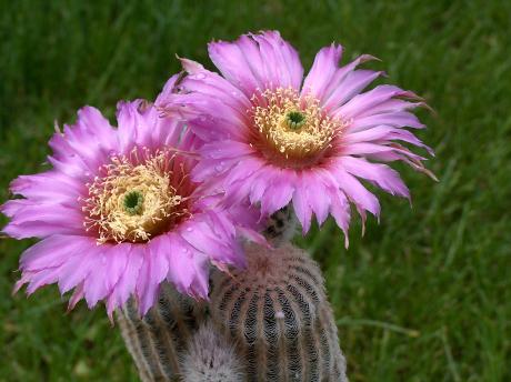 Echinocereus pectinatus