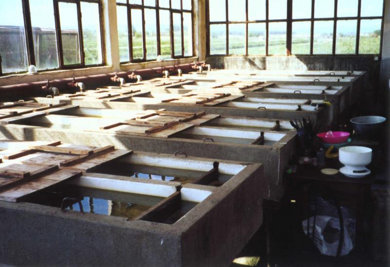 05forellen zucht3