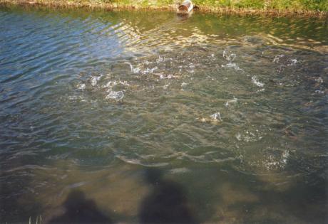 08forellen zucht3