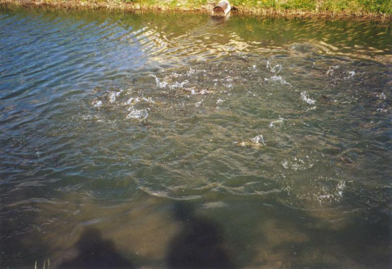 08forellen zucht3