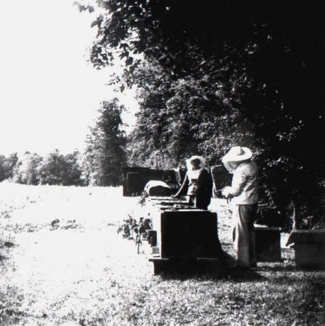 Durchsicht der Bienen