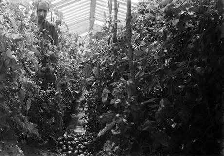 Tomatenhaus